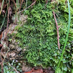 Mesoptychia collaris