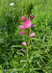 Sidalcea hendersonii