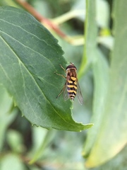 Eupeodes corollae