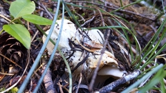 Cantharellus subalbidus