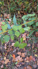 Thalictrum dasycarpum