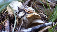 Cantharellus subalbidus