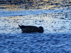 Lophonetta specularioides