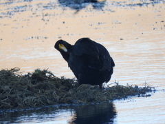 Fulica gigantea