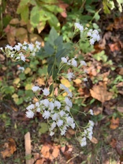 Ageratina aromatica