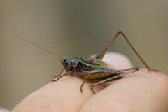Metrioptera brachyptera