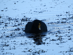 Fulica gigantea