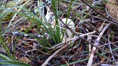 Cantharellus subalbidus