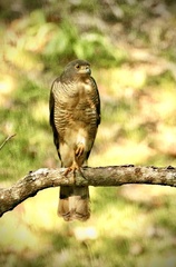 Accipiter tachiro tachiro