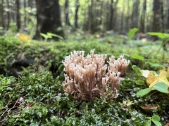 Artomyces pyxidatus