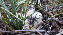 Cantharellus subalbidus