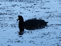 Fulica gigantea