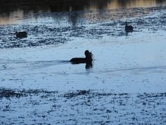 Fulica gigantea