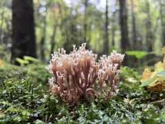 Artomyces pyxidatus