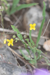 Physaria