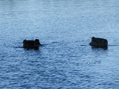 Lophonetta specularioides