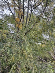 Gleditsia triacanthos