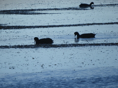 Fulica gigantea