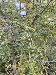 Gleditsia triacanthos