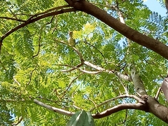 Myiopsitta monachus