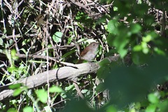 Luscinia megarhynchos
