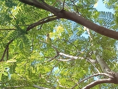 Myiopsitta monachus