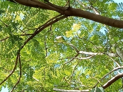 Myiopsitta monachus