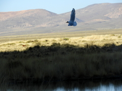 Chroicocephalus serranus