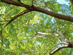Myiopsitta monachus