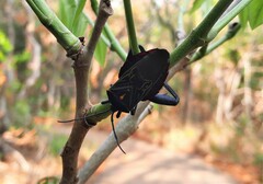 Pachylis pharaonis