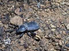 Cryptoglossa variolosa