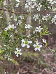 Leptospermum polygalifolium
