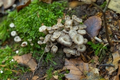 Craterellus