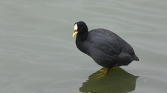 Fulica armillata
