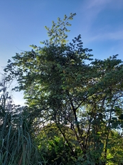 Muntingia calabura image