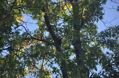 Dryocopus pileatus