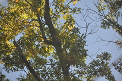Dryocopus pileatus