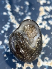 Agathistoma fasciatum