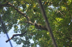 Dryocopus pileatus