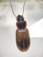 Bradycellus atrimedeus