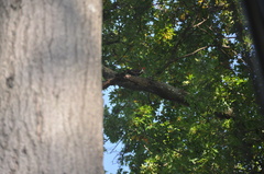 Dryocopus pileatus