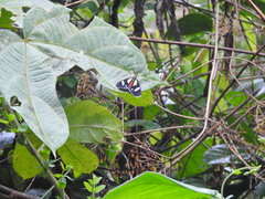 Phaegorista agaristoides