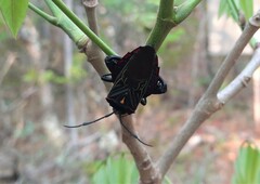 Pachylis pharaonis