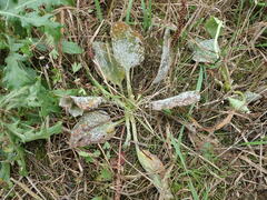 Golovinomyces sordidus