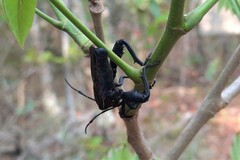 Pachylis pharaonis