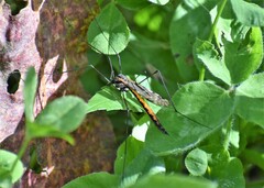 Tipula metacomet
