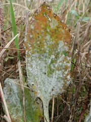 Golovinomyces sordidus