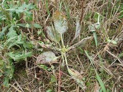 Golovinomyces sordidus