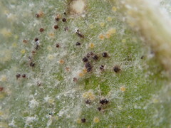 Golovinomyces sordidus