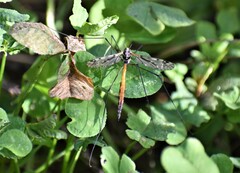Tipula metacomet